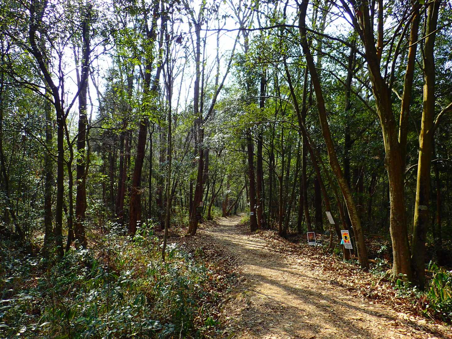 綺麗な登山道😊