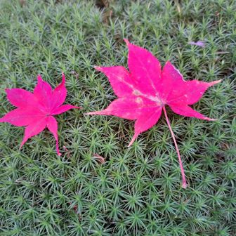 苔とコラボ🍁