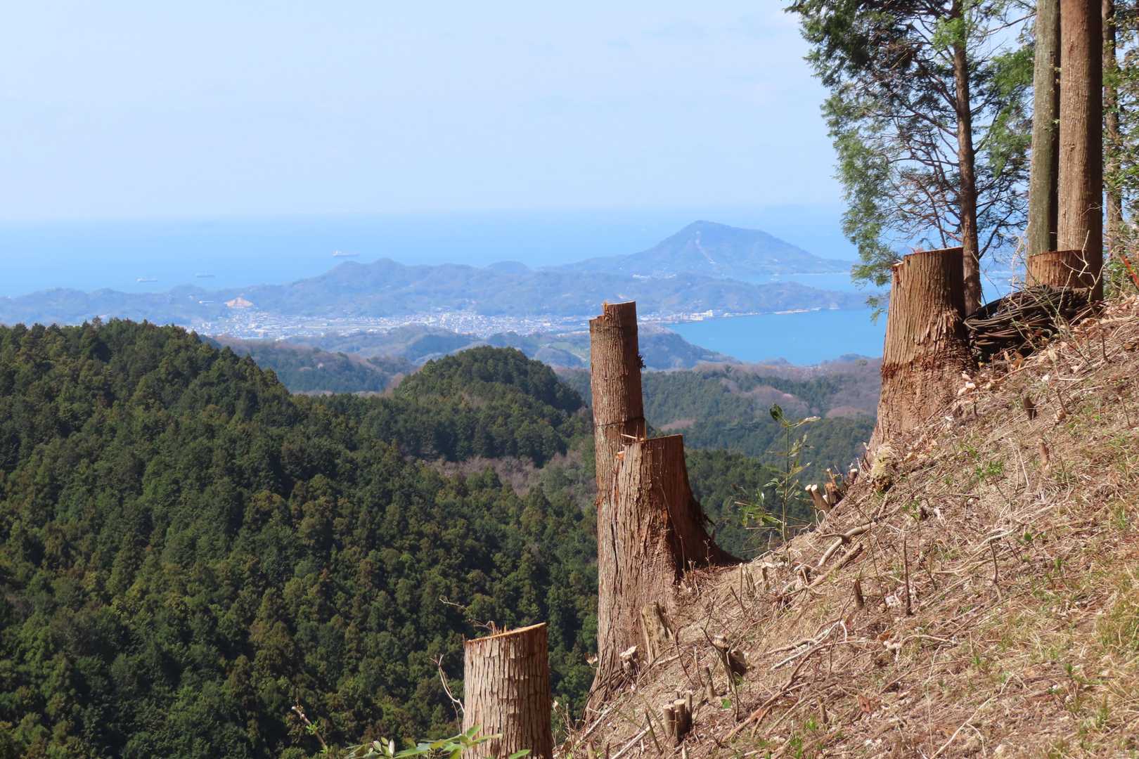 この伐採地沿いの登山道は日当たりが良くなり、一番初めにヒトリシズカが咲き始めたみたいです。