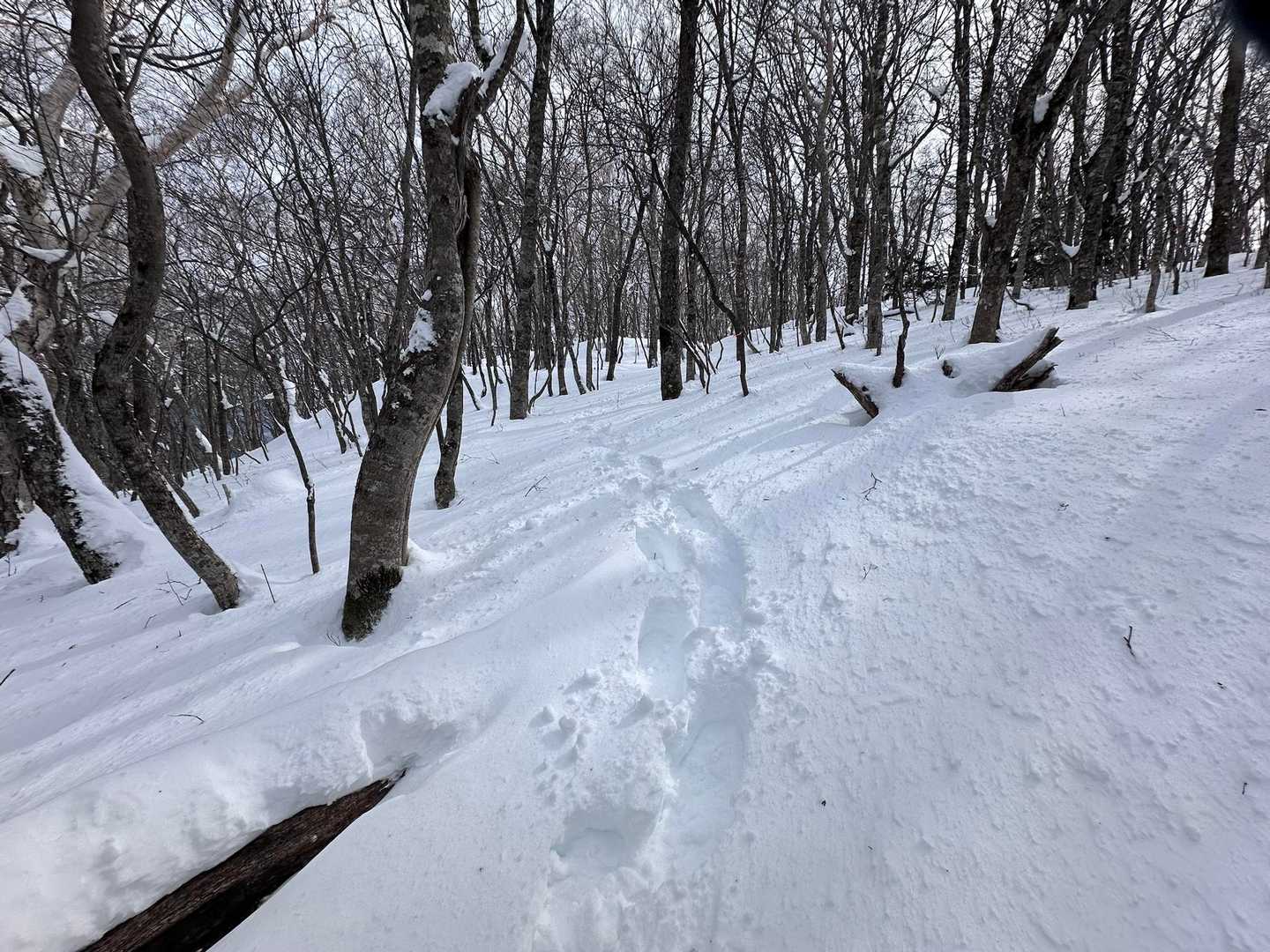 湿って重い雪に変わった💦
先行者さん👣ありがとうございます🙏✨
