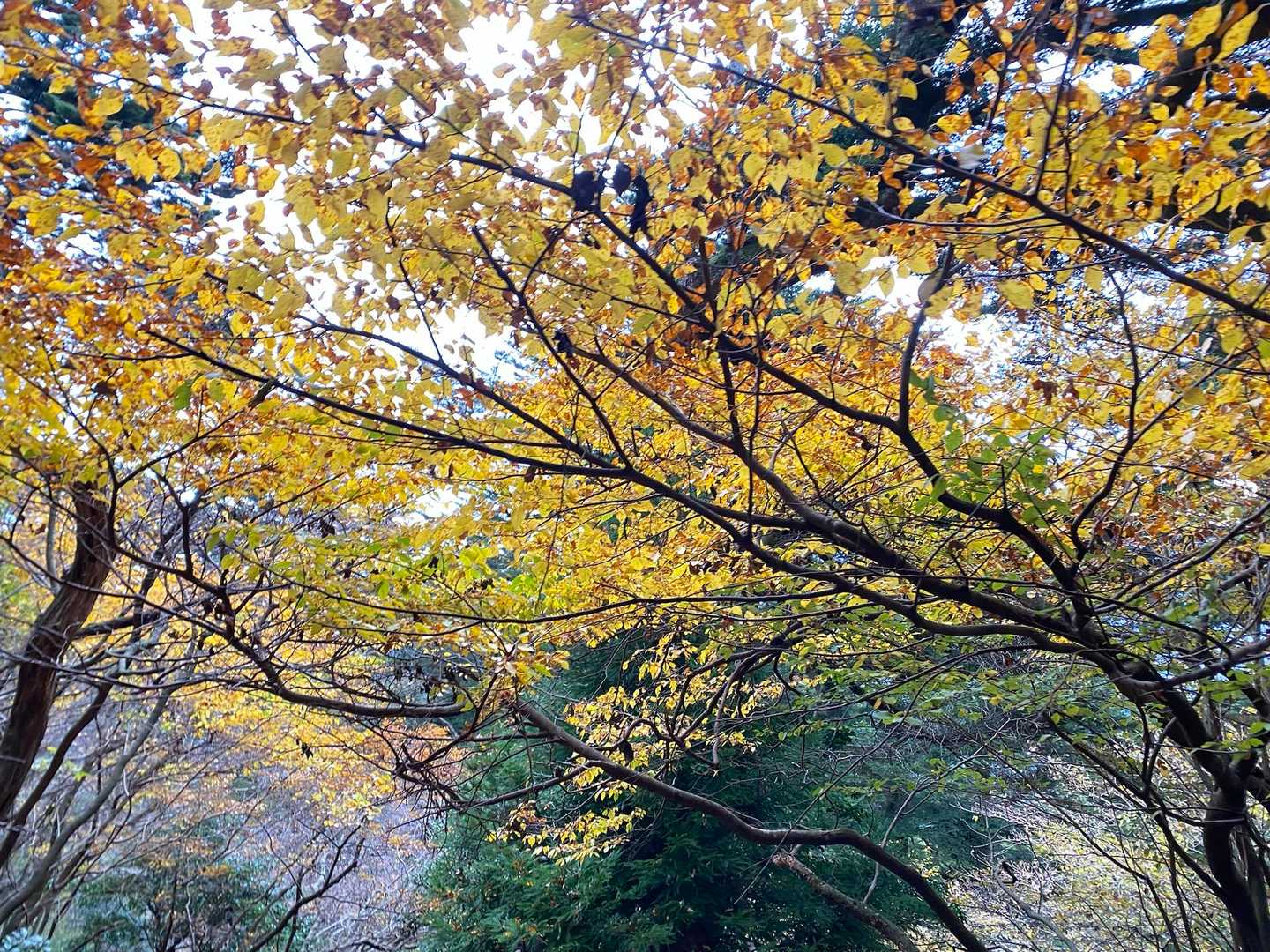 ここは黄色の紅葉🍁