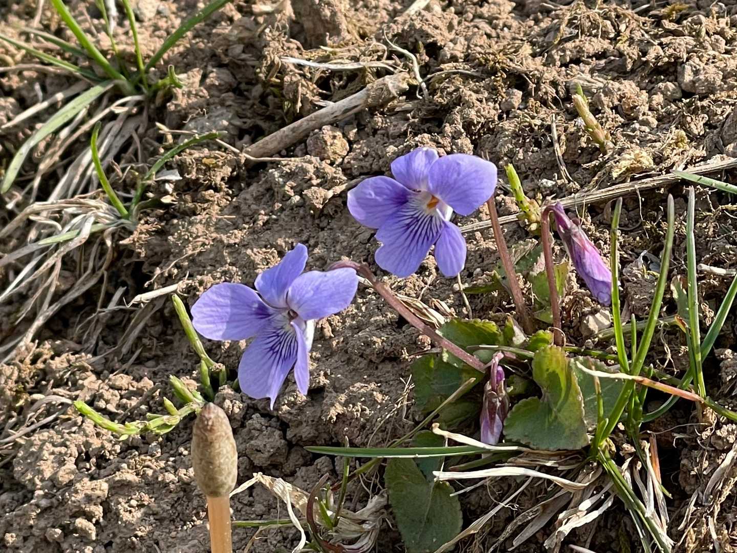 花。