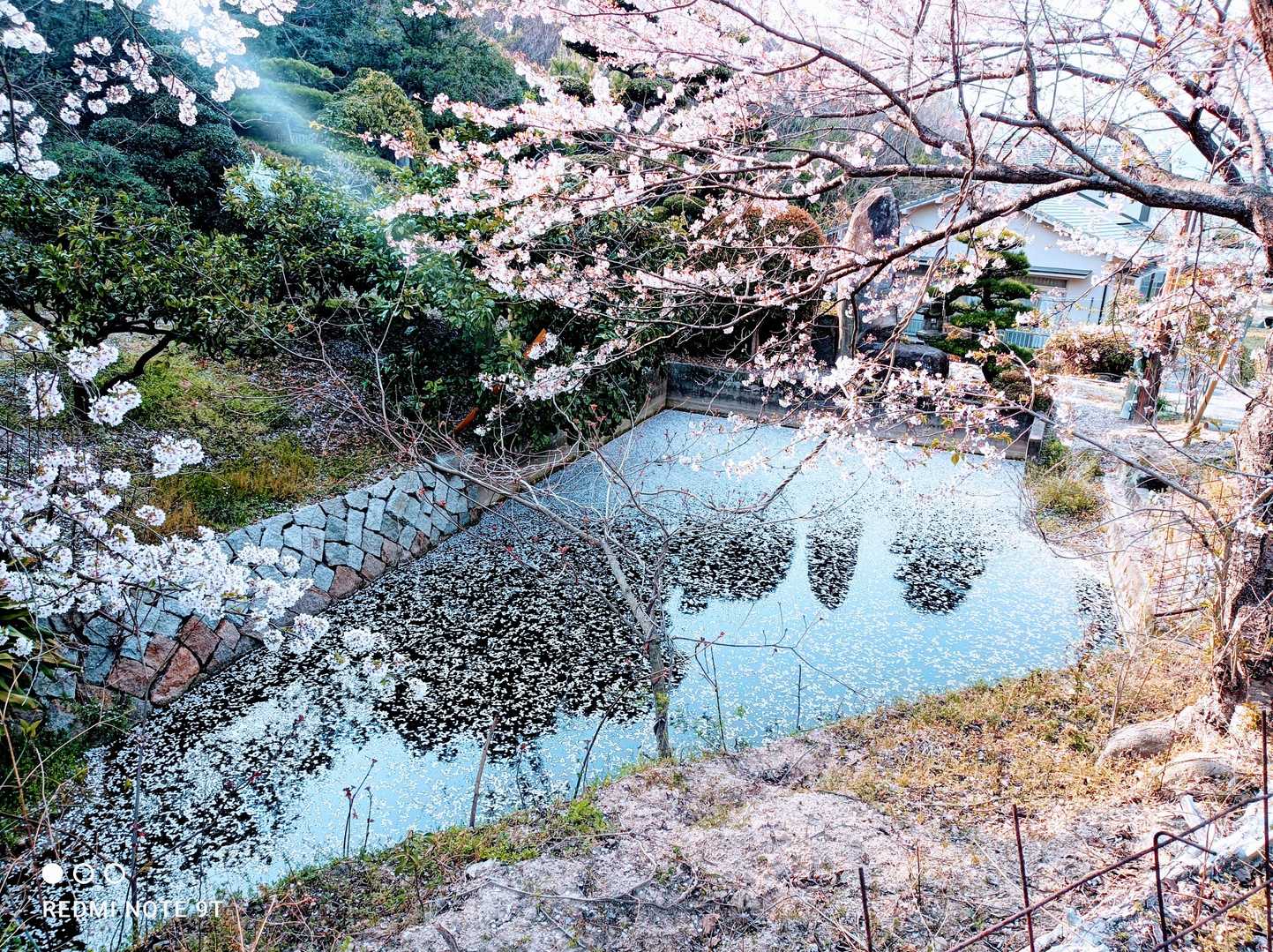 桜の池✨