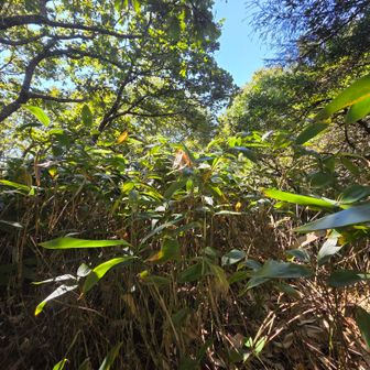 ネマガリダケかき分笹ヶ山へ…