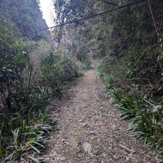 そして、ここからは安心な林道です😊