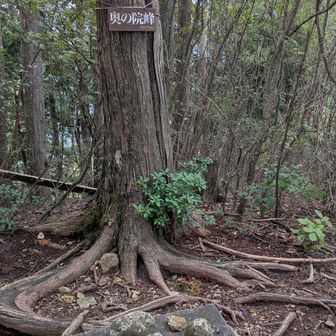 この山は神域だけあって、太い杉の木が多いですね。奥の院峰に到着