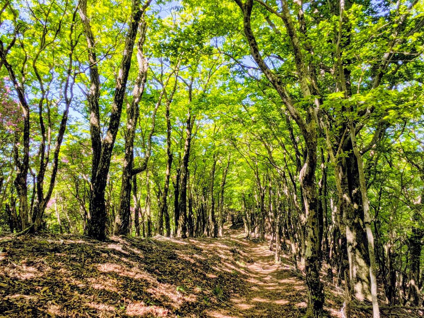 どこまでも続く新緑🌿の森
癒されながら無事下山

お疲れ様でした〜😆