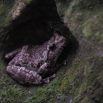 🐸