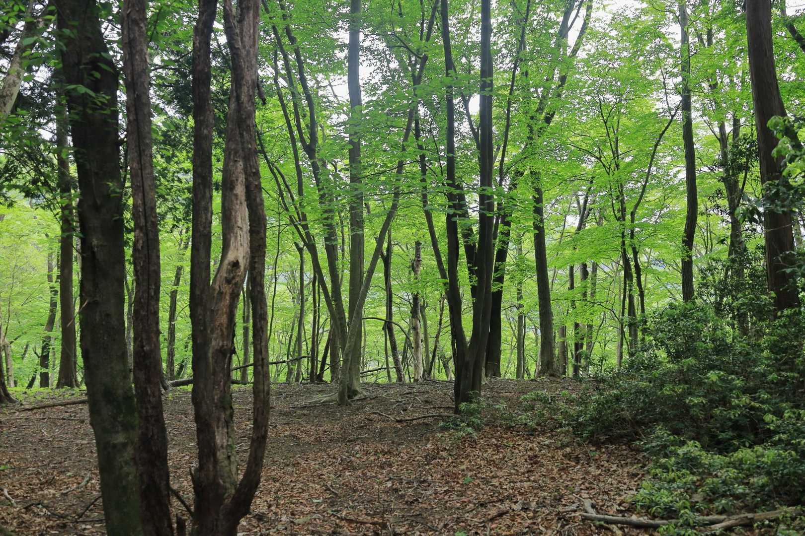 自然林の森の中を歩いていきます。天狗岩からしばらくは平坦で歩きやすい道です。