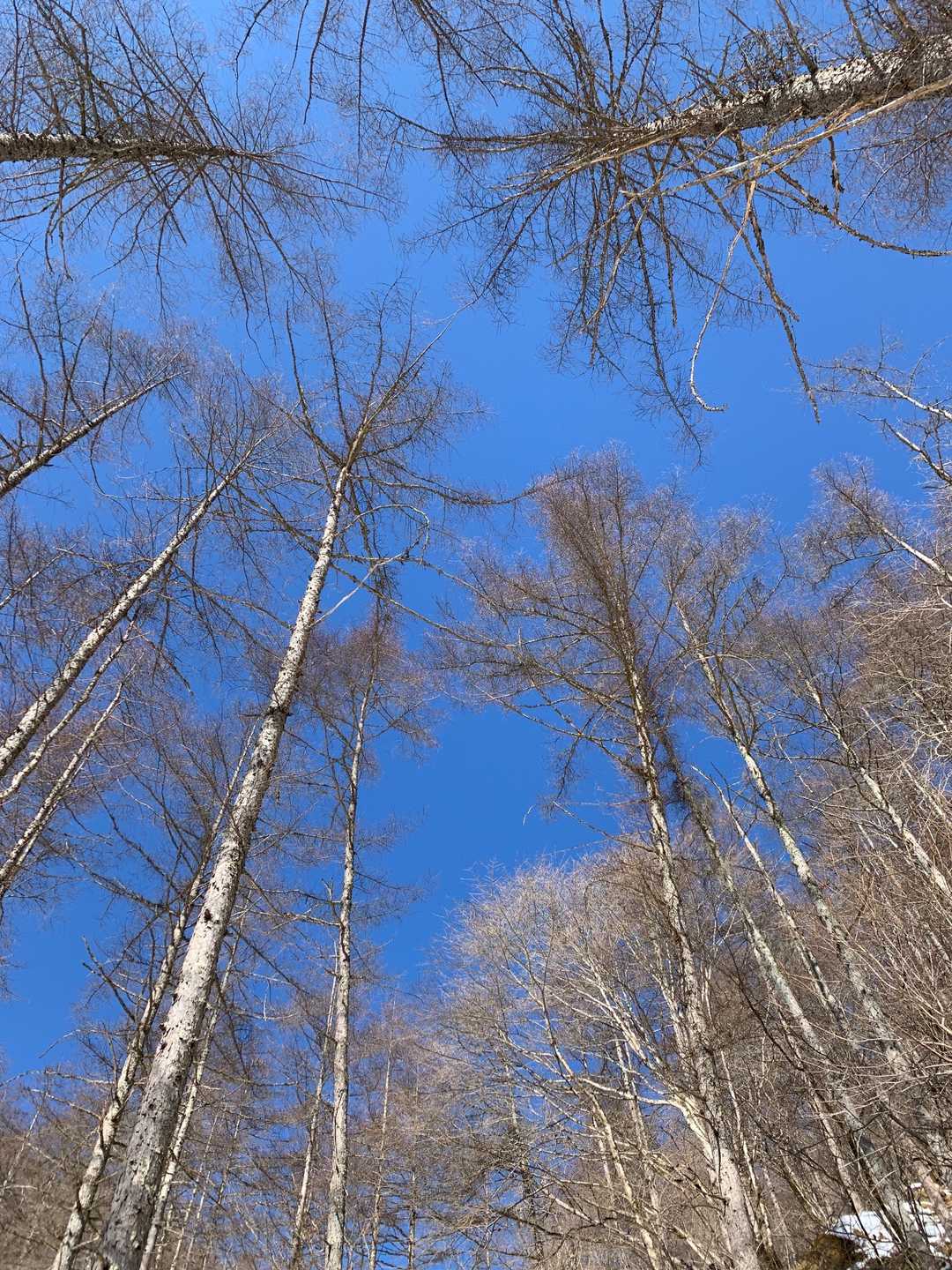 小楢山（フフ山梨登山口）＜母恋し道＞の写真