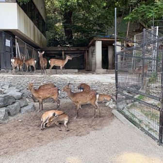天然記念物の鹿🦌
保護されている鹿と野生の鹿がいて約70頭いるそうだ