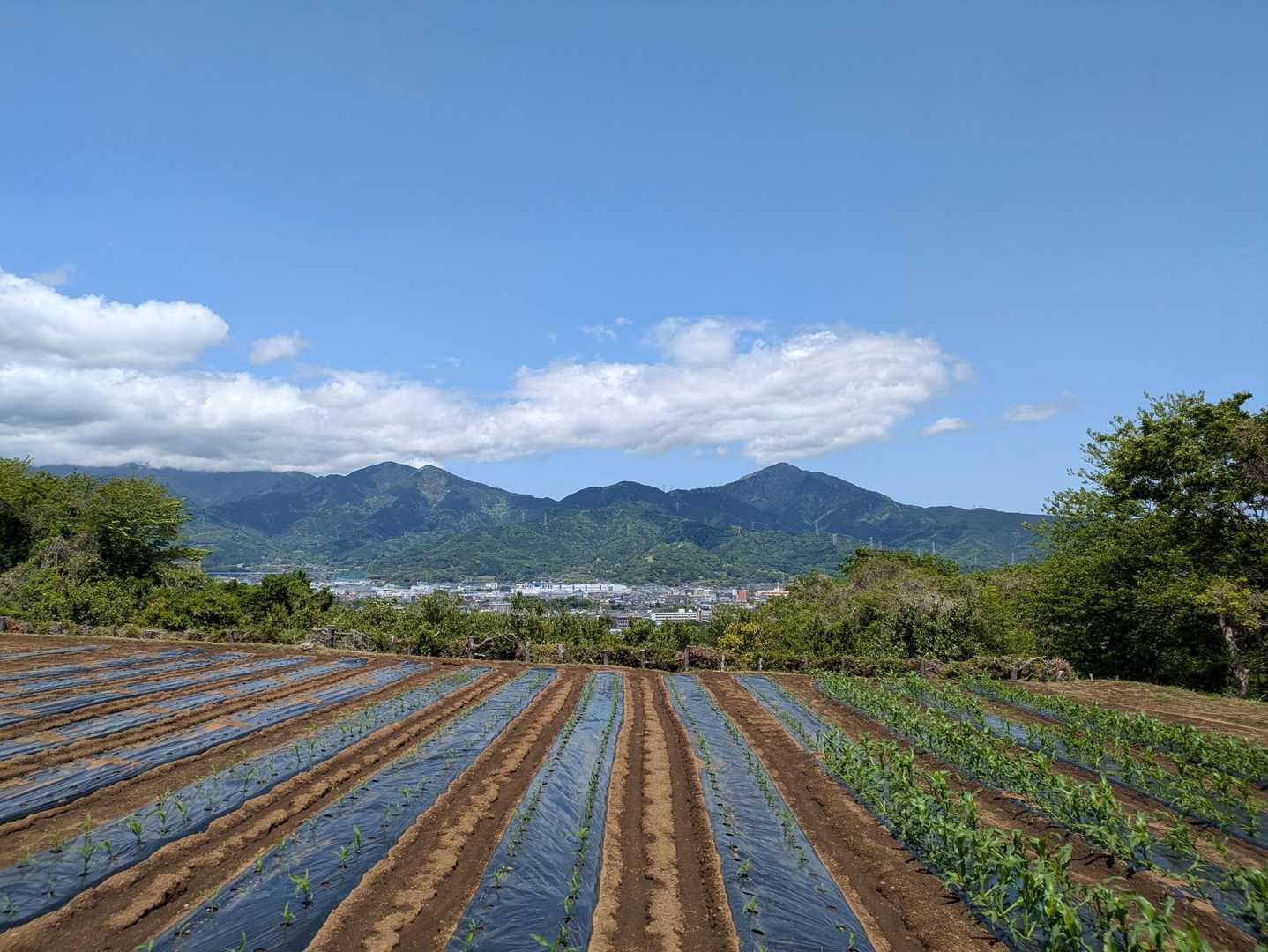 畑越しの丹沢山系〜⛰️⛰️⛰️⛰️⛰️🌿