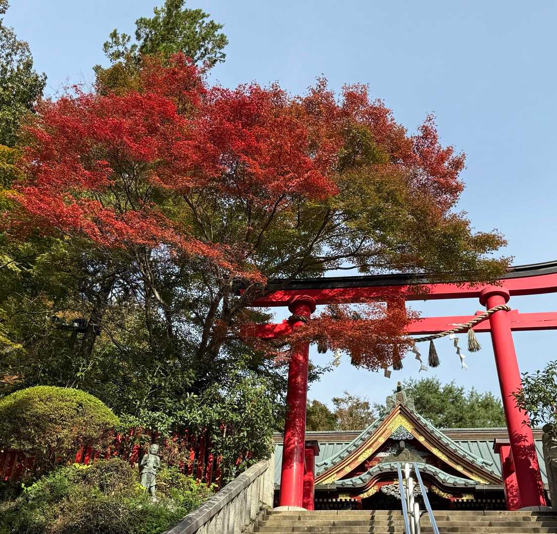 🍁