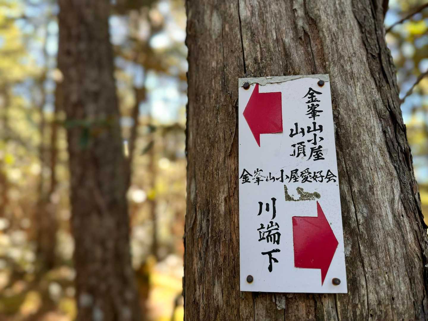 林道が終わると樹林帯の登りが始まります
