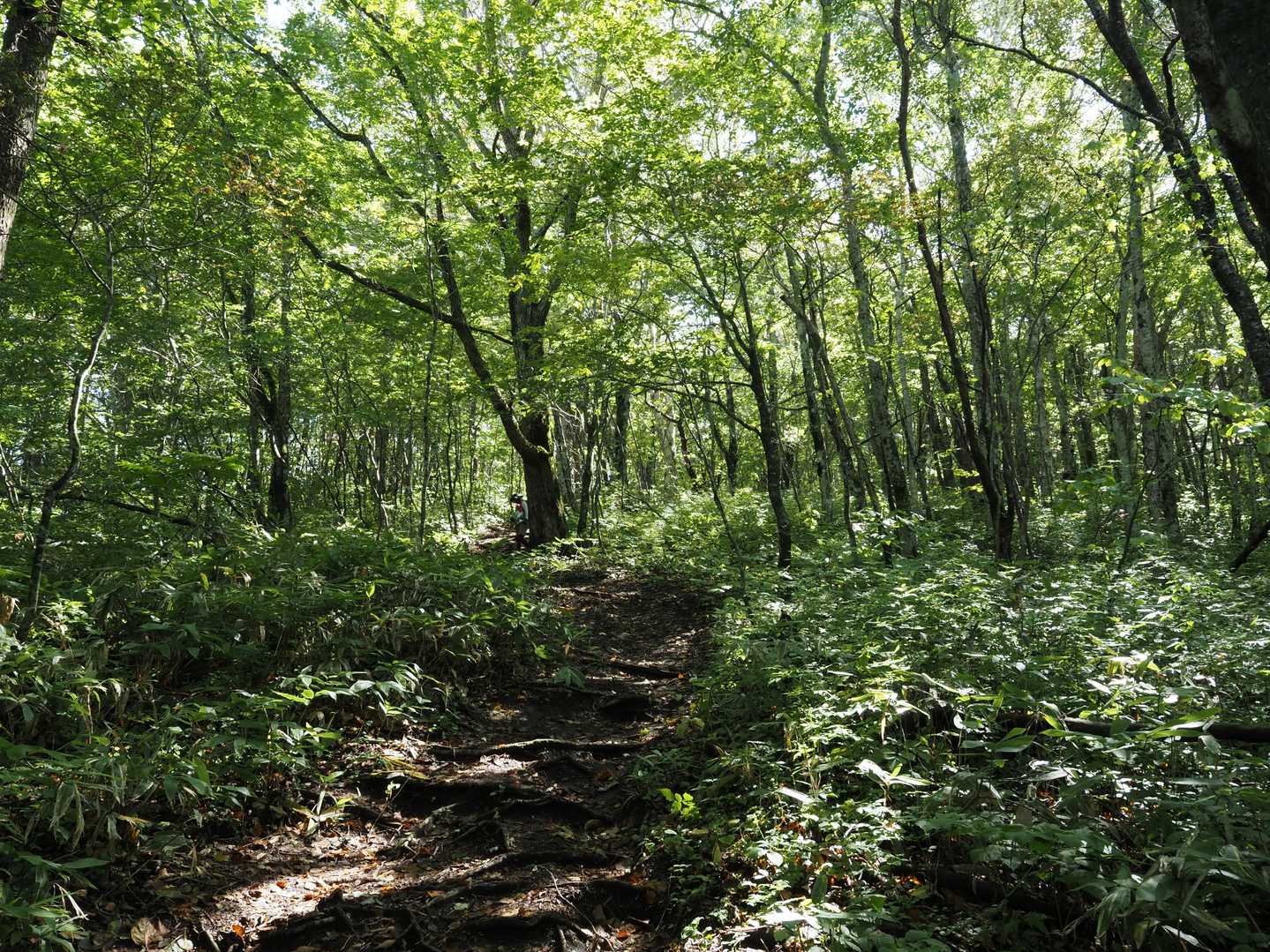 気持ちいい木漏れ日登山道