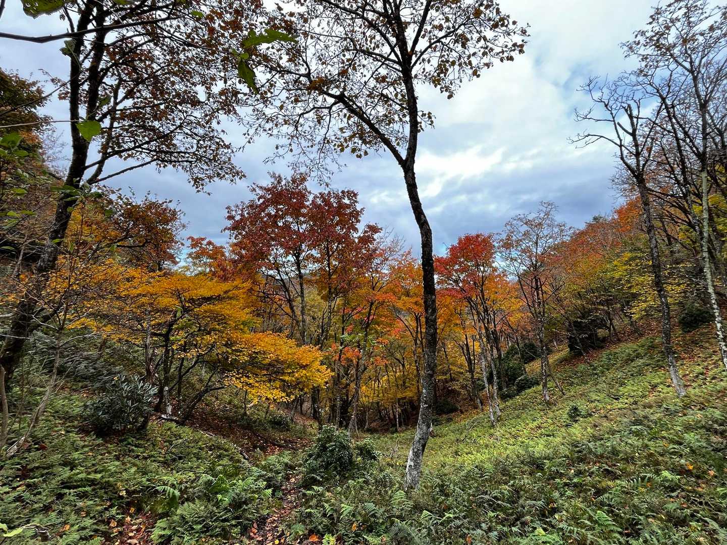 🍁🟡🟢
