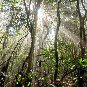 木漏れ日
お疲れ様でした！