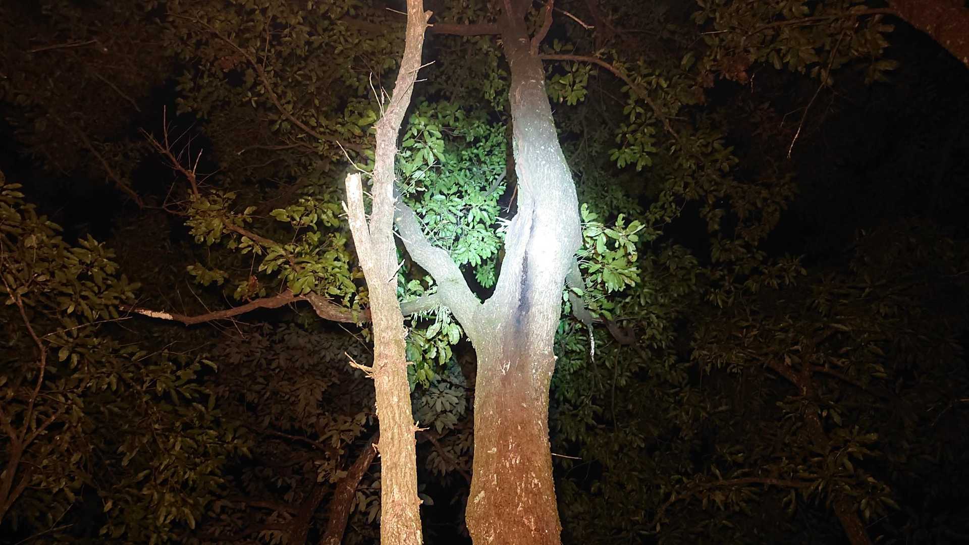 樹液の出てるクヌギの木
昆虫たちは、お出かけしてるみたい