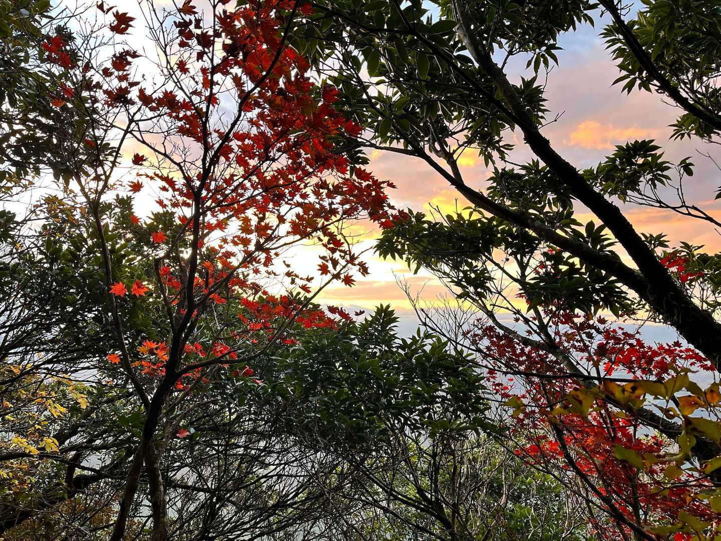 紅葉🍁