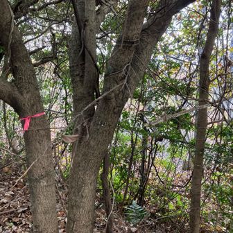 九電の鉄塔付近が峰尾山頂上と思われるが、ピンクリボンがあったので...