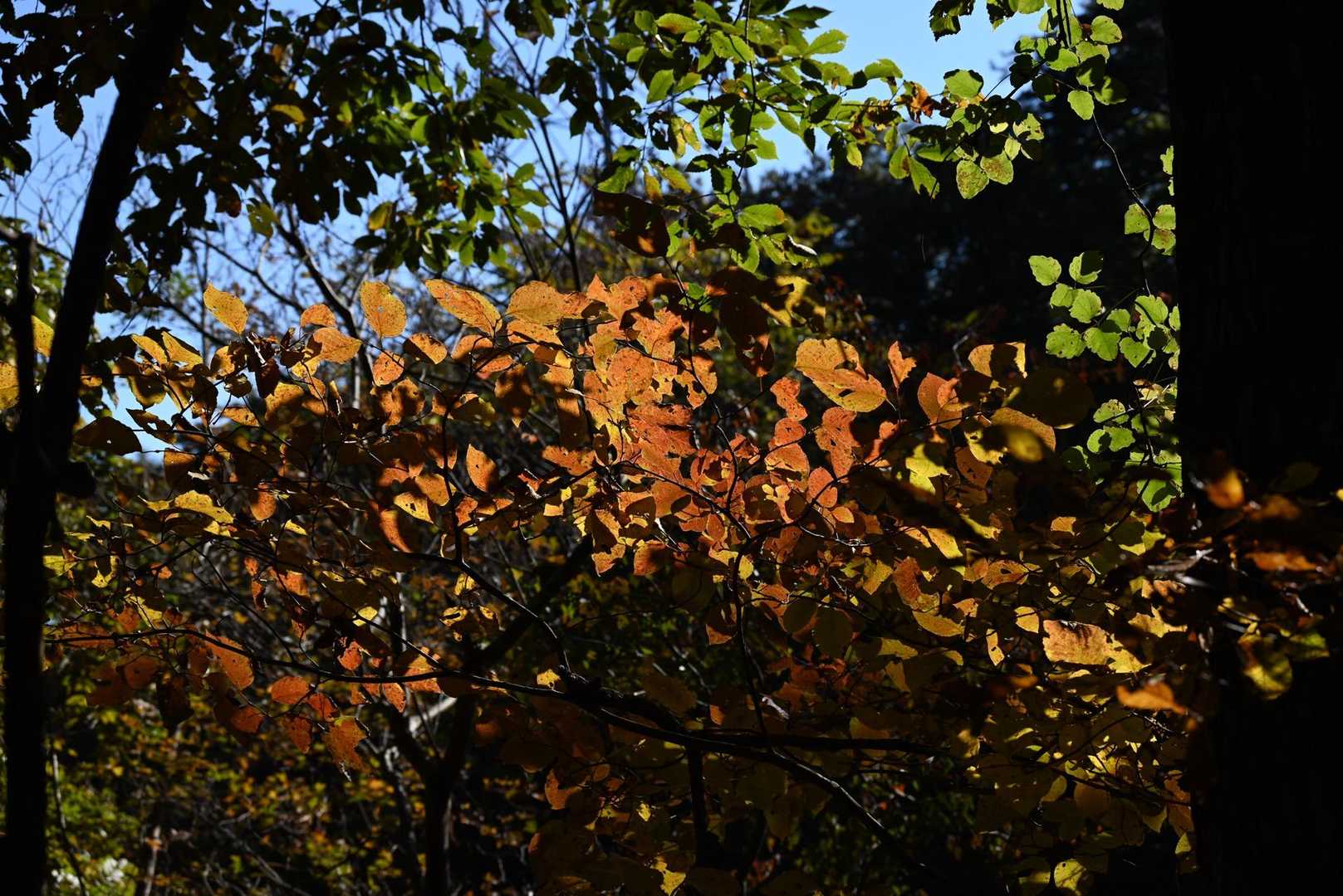紅葉も少しずつ