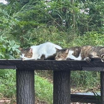 ネコ発見