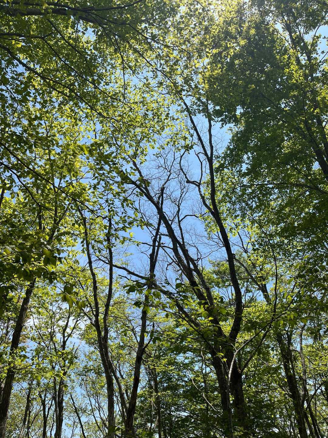 下山。緑と青に染まる気分。