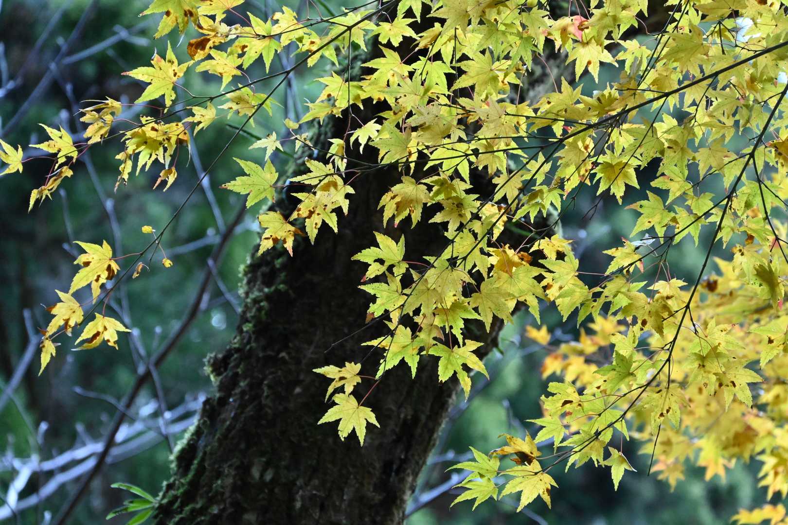 ほとんどが枯れかけですが紅葉もありました