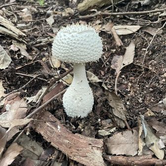今日のピカイチさん🍄