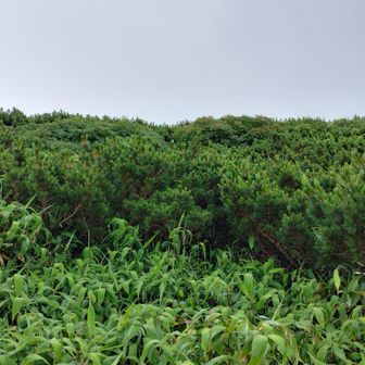 七倉山周囲をぐるっと物色したが、山頂への道は見つからず
登頂出来るのはどうも雪深い冬季限定みたい
