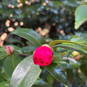 椿その②
蕾も可愛い👍