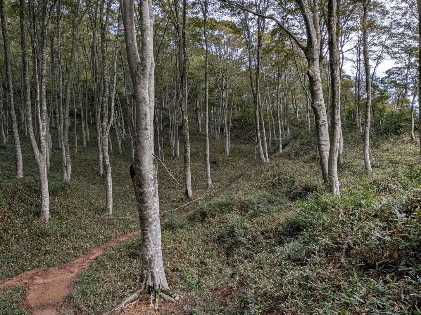 笹の下草もきれいなブナ林。
紅葉はまだ少し早かったかな。