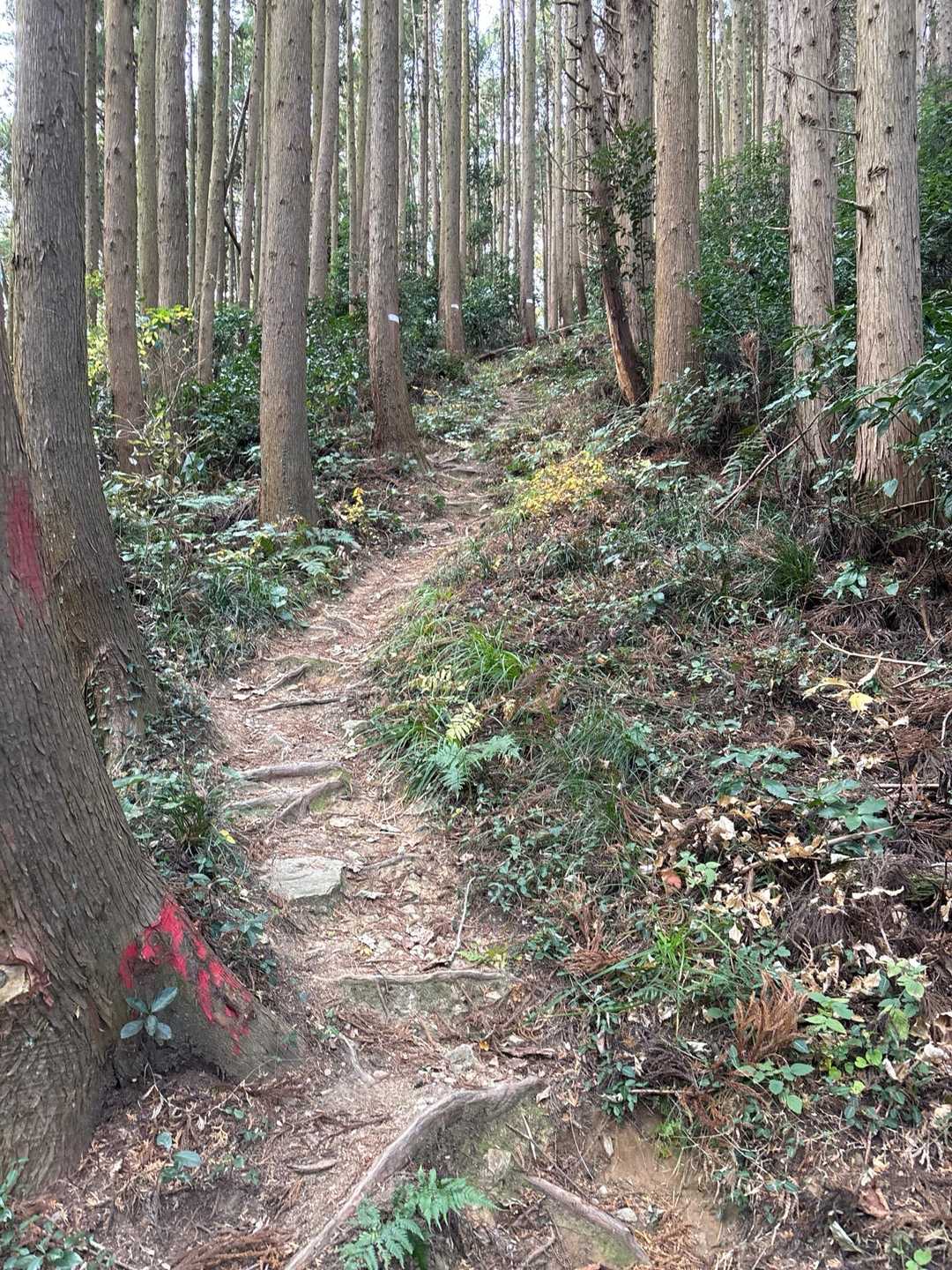 石尊山-金山岳-石尊山登山口 周回コースの写真