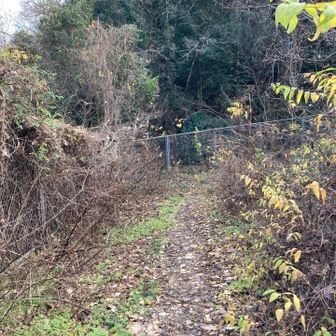 田楽山の取り付き