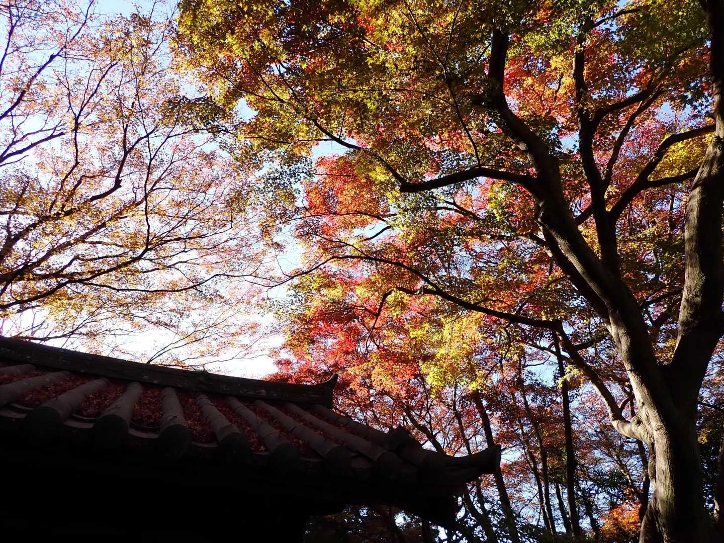 僅かに残った紅葉が午後の陽射しに照らされて、何ともいい感じでした。