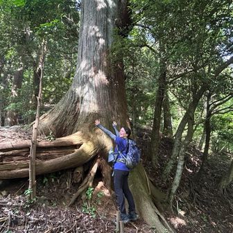 巨木の多い山だった