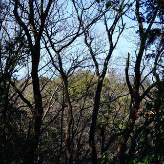 枝越しに日和田山が見える