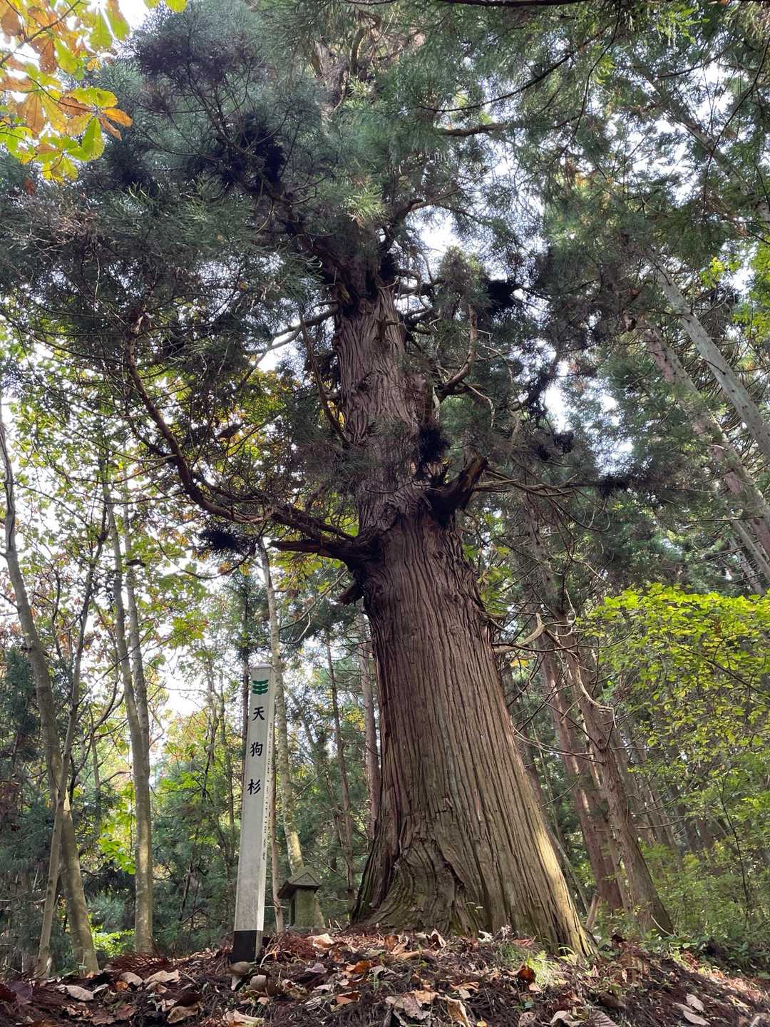 天狗杉🌲