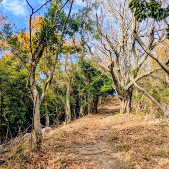 ハイキングコース　アップダウンは少ない