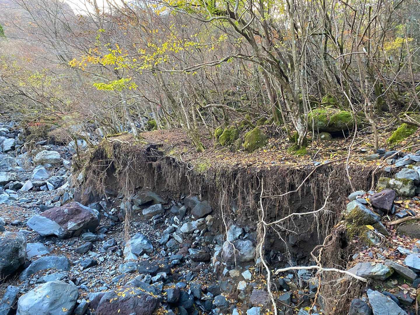 木にピンクテープがついたままだけど、その下まで水がきて、土が持って行かれた場所
下山のときは下が見えないが、このキワを歩くのは危険と思い、数メートル山側を歩いた
通過して振り返ったら、予想していたより深くえぐれていたので、メモを投稿した

たまに石が落ちる
この沢は、水が出たら豹変するのだなあ
