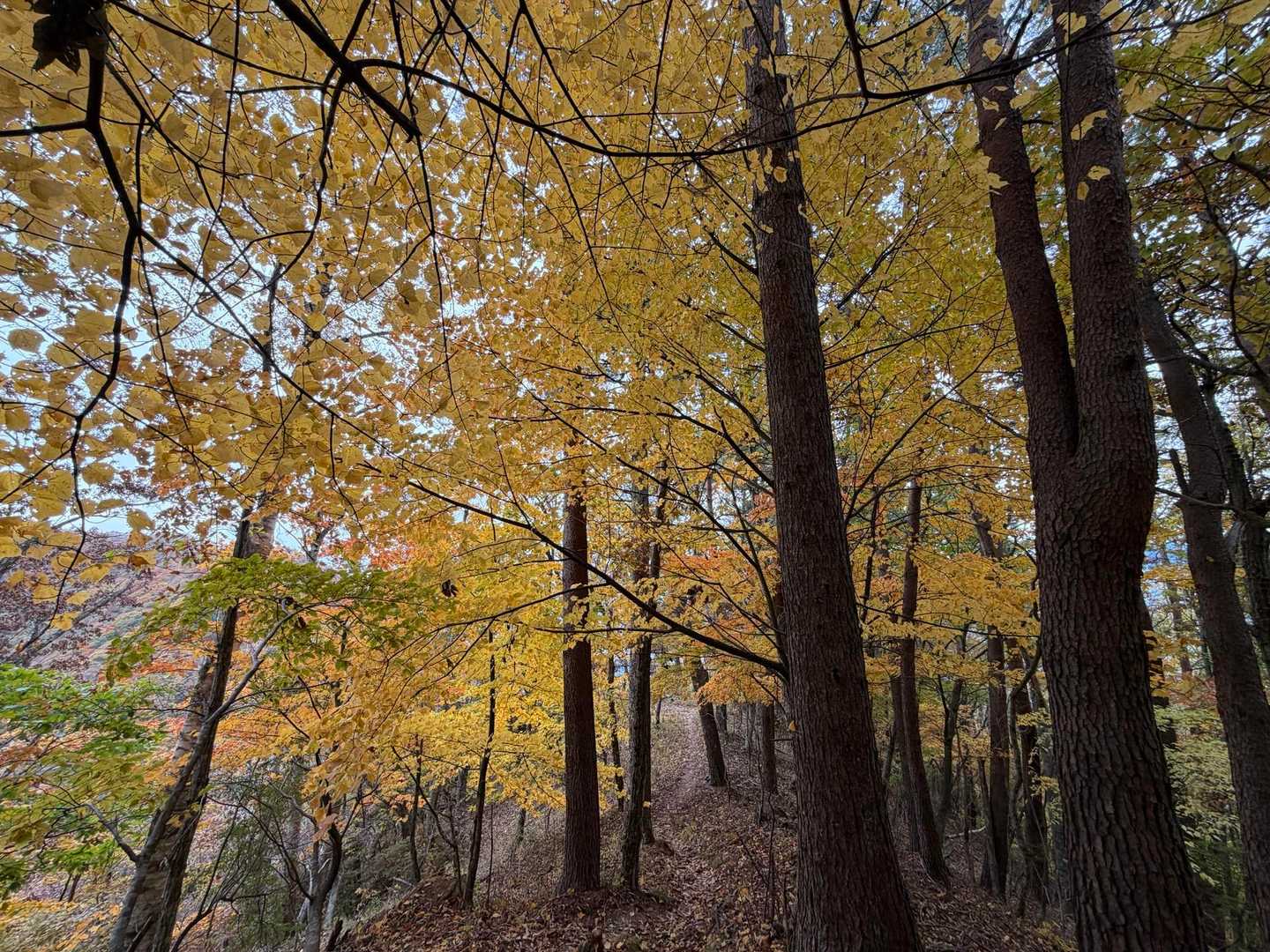 深田公園入口-茅ヶ岳-金ヶ岳 周回コースの写真