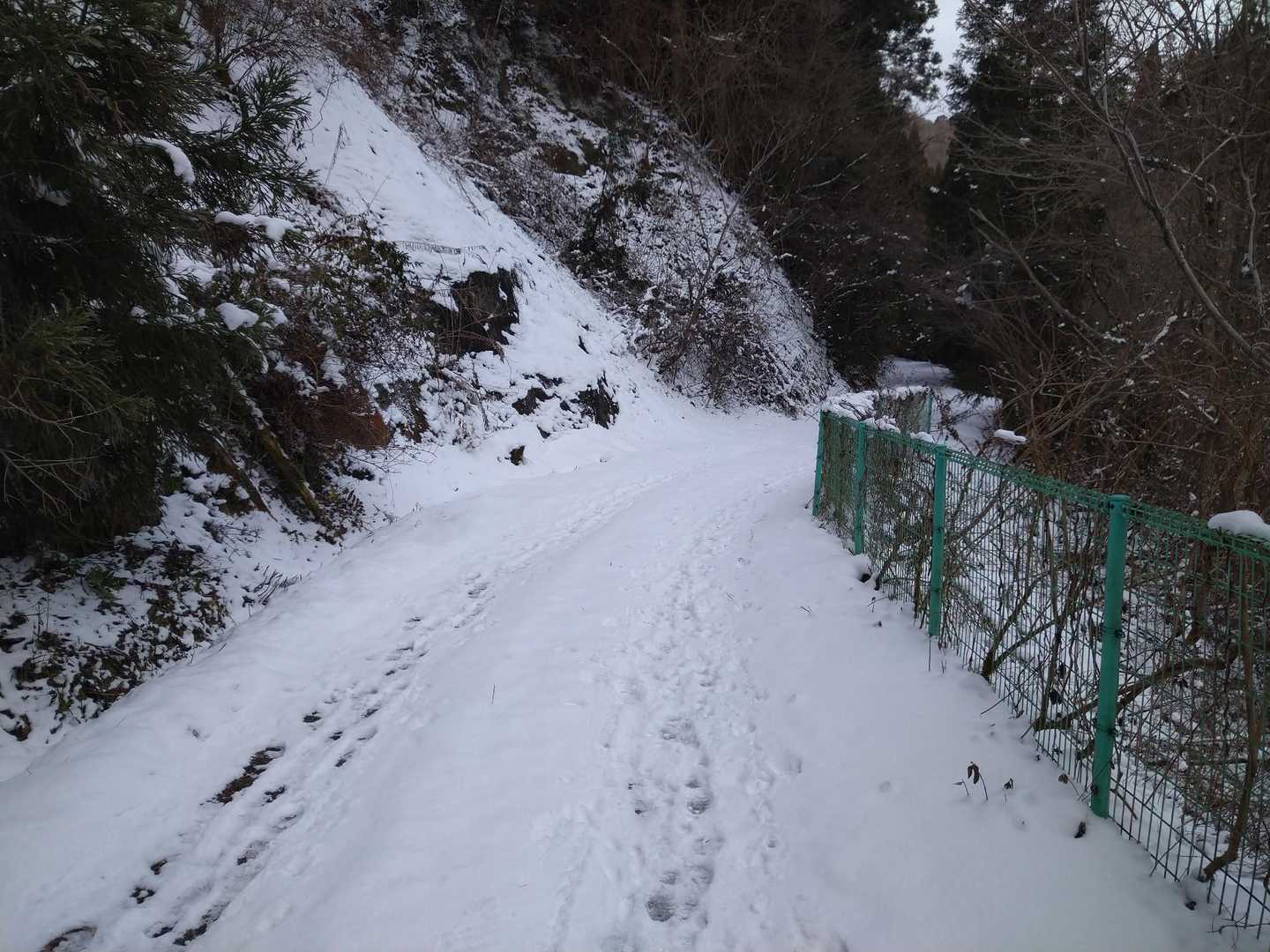暫くは林道を🚶