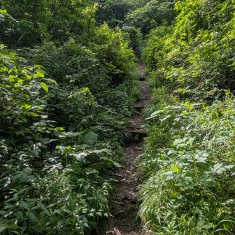 今回は金比羅神社からさらに牡龍籠山に登ってみました