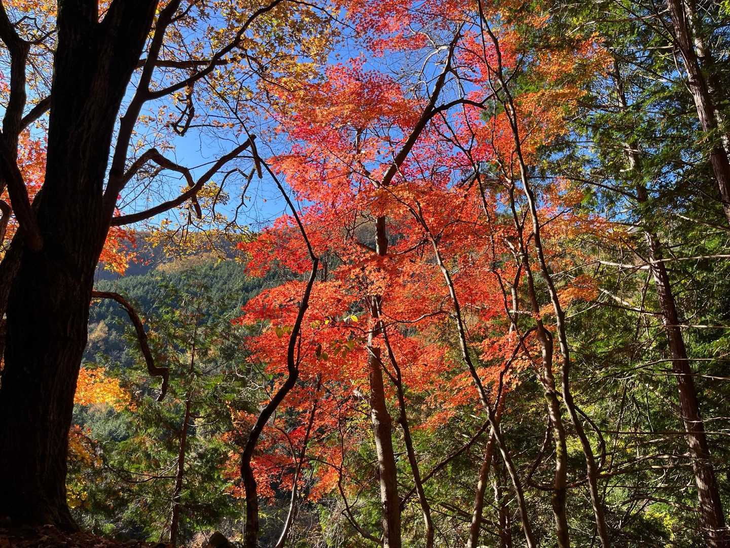 紅葉はお終いでした。