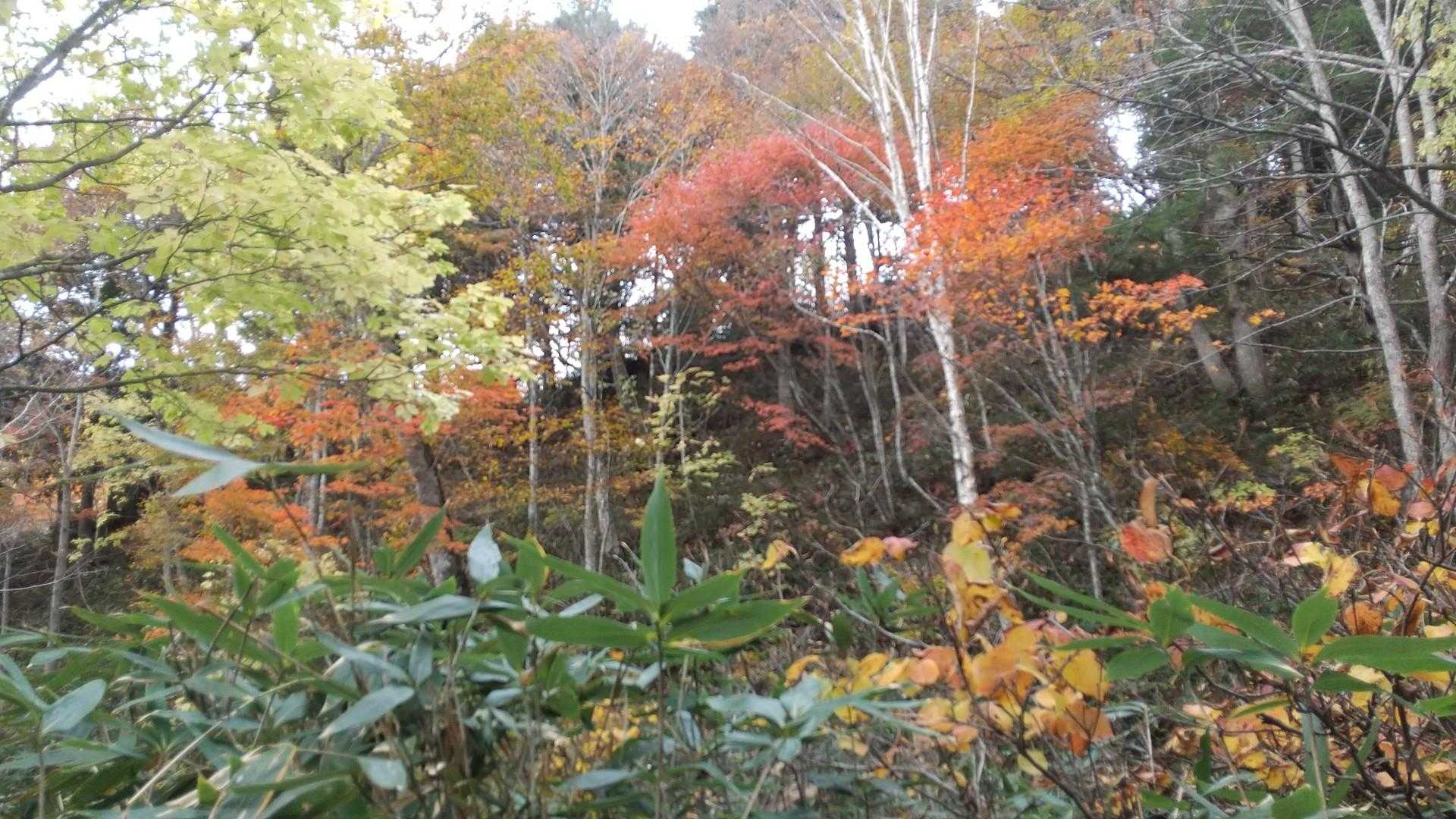 一ノ瀬バス停-尾瀬沼-燧ヶ岳 周回コースの写真