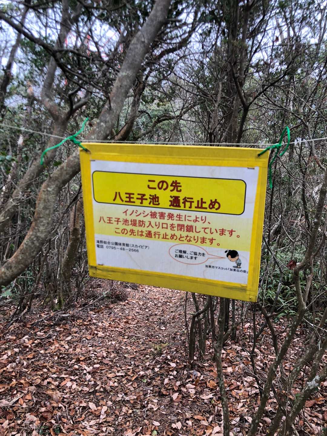 ここの分岐、私達は奥の谷コース（裏山道？）から来ましたが、八王子池方面は通行止めだそうです😊🚫