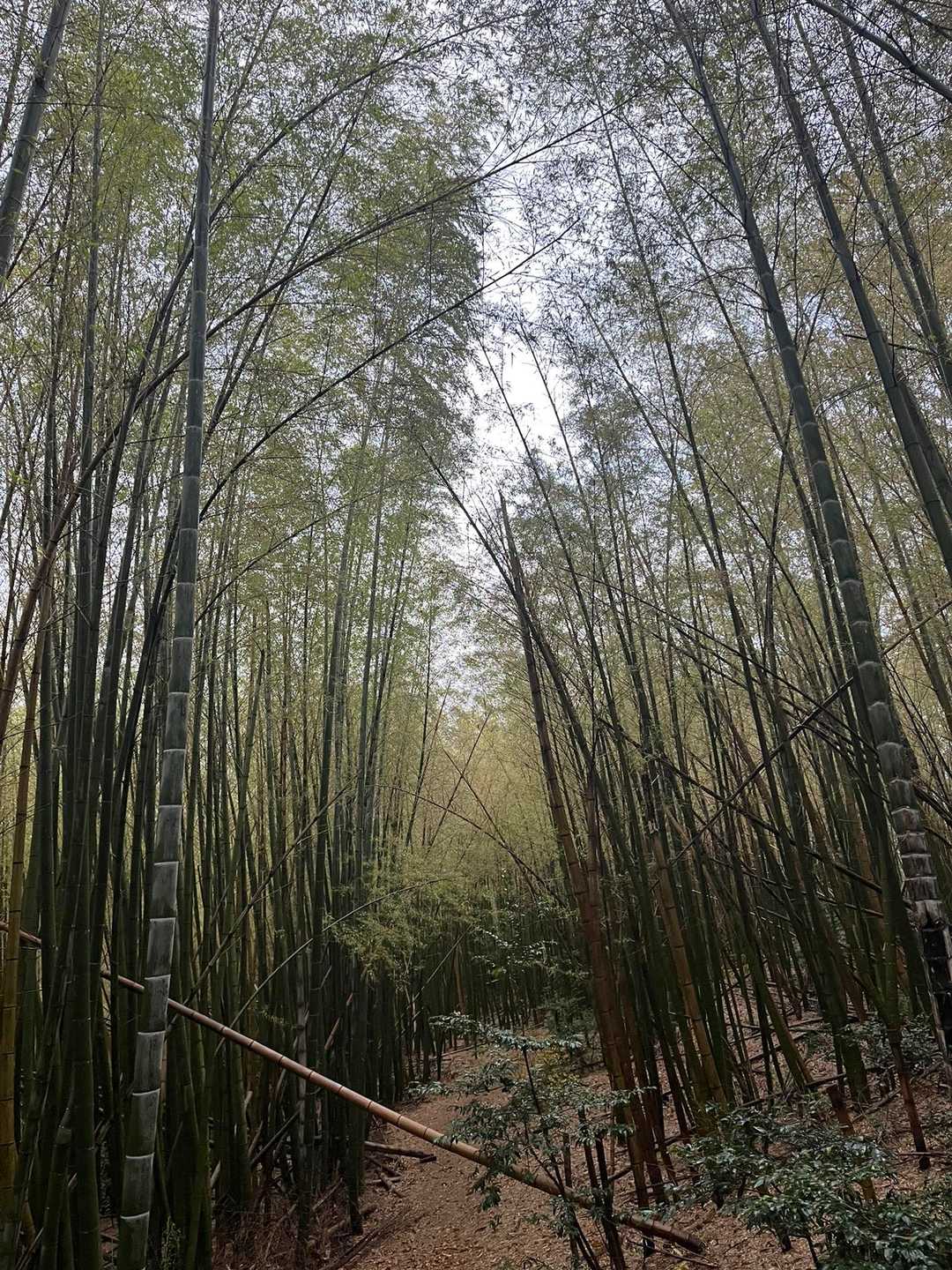 青竹の森、葉っぱが入れ替わった？
緑が深まった気がする