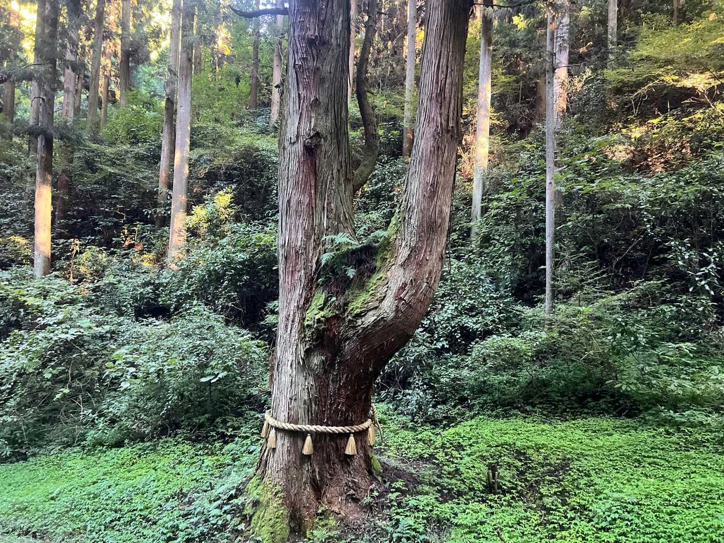 御岩神社-御岩山-高鈴山 周回コースの写真