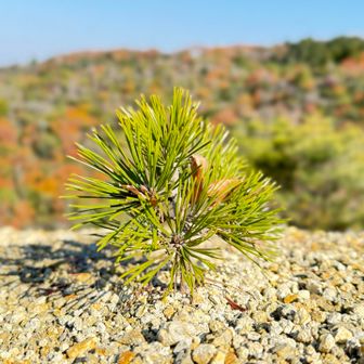 ミクロム流星群