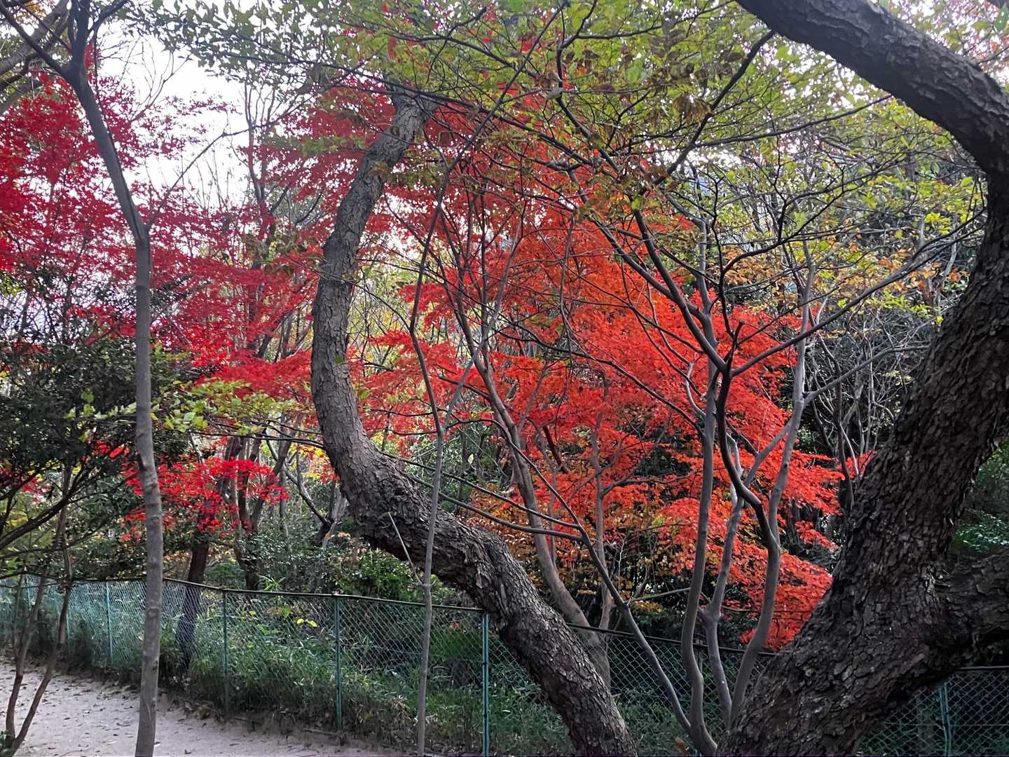 戻る途中の紅葉🍁
それと